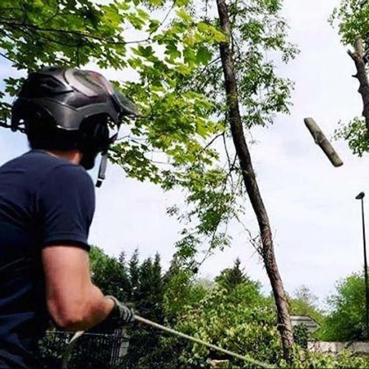 Comment abattre un arbre en toute sécurité et efficacement ? Chelles