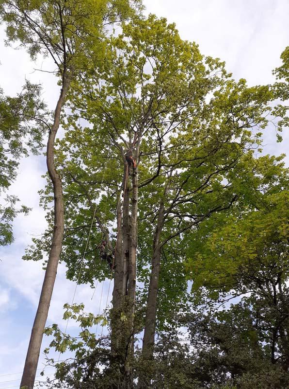 Entretien jardin Chelles