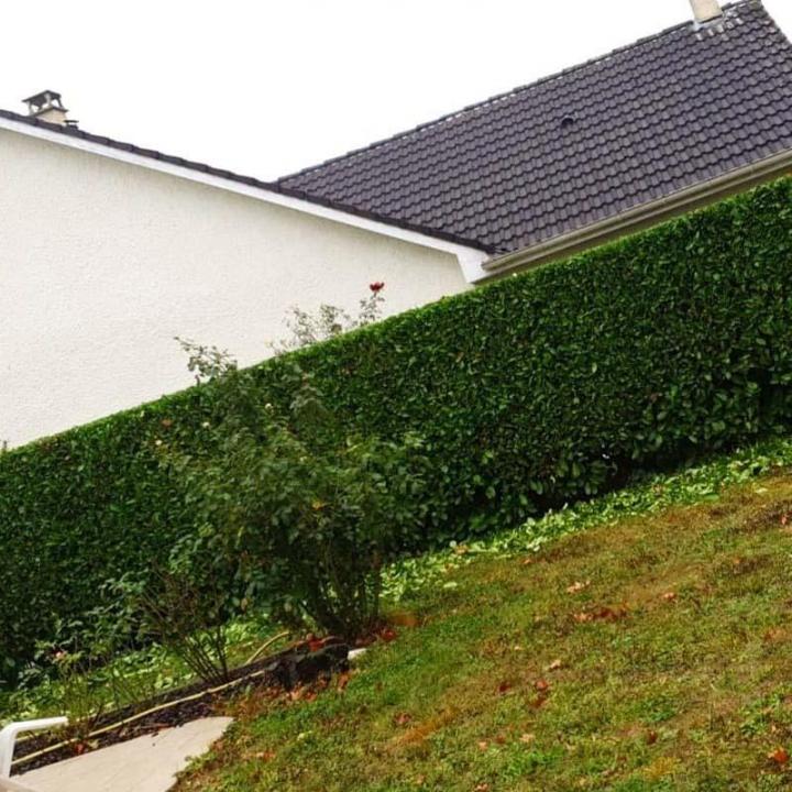 Travaux d'élagage Chelles