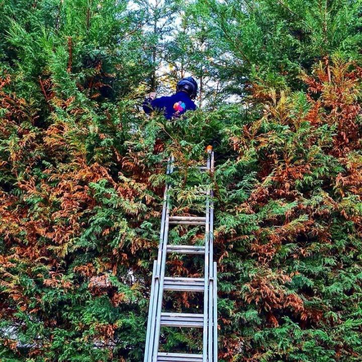 Abattage arbres Chelles