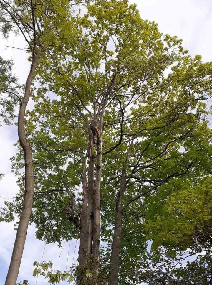 Élagage arbre Chelles
