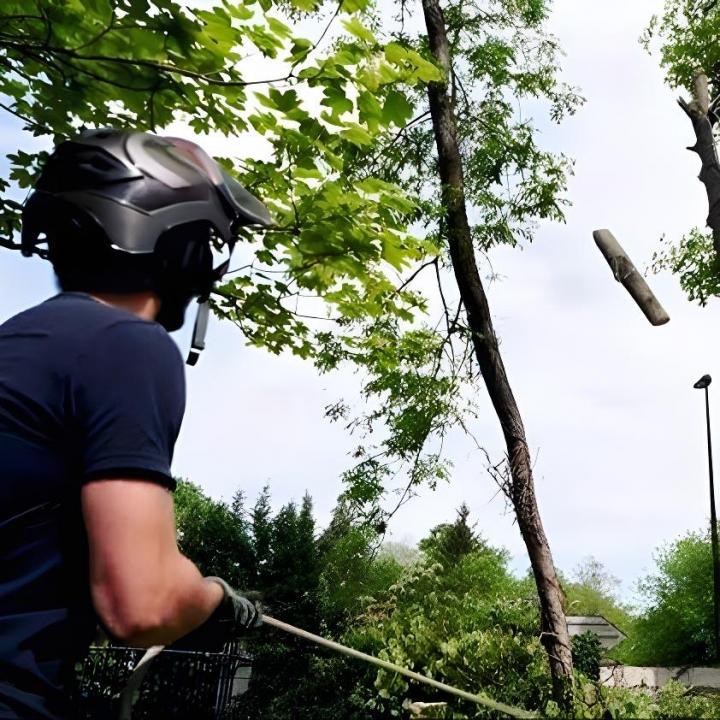 Travaux d'élagage Chelles